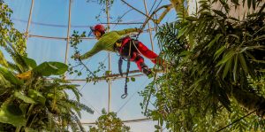 tree climbers Biosfera